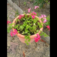 Geranium lierre double bicolore (fam. Geraniacees)(01)